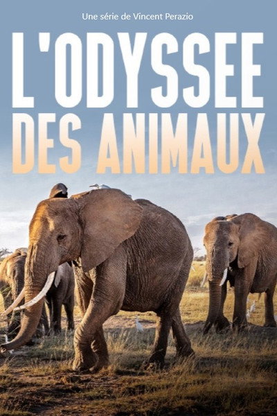 Póster de Animal Odyssey