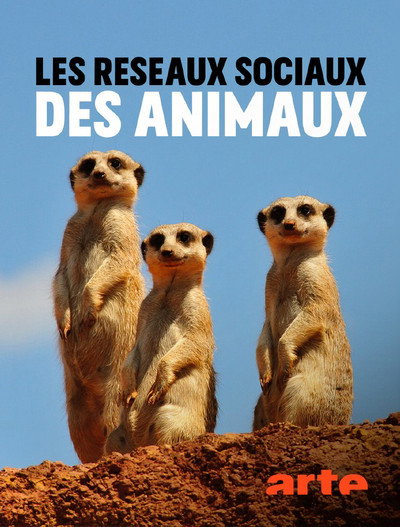 Póster de Animal social networks