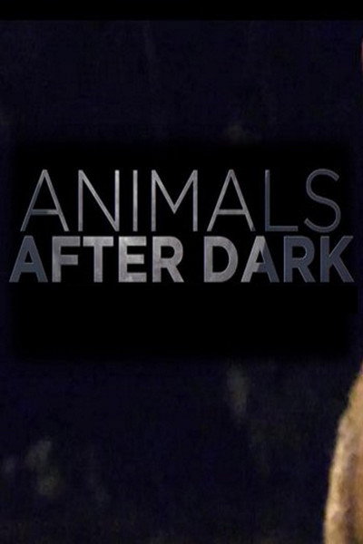 Póster de Animals After Dark