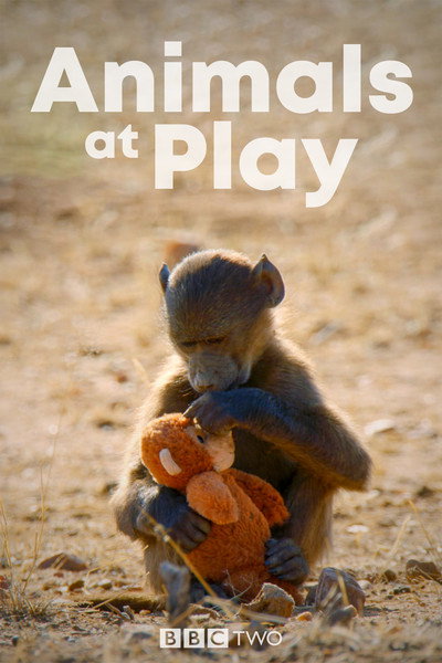 Póster de Animals at Play