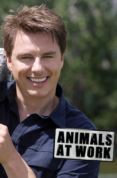 Póster de Animals at Work