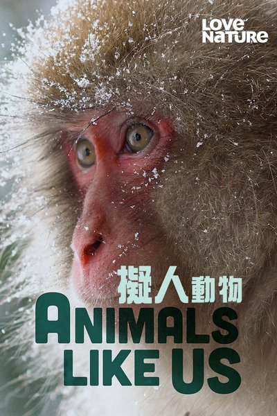 Póster de Animals Like Us