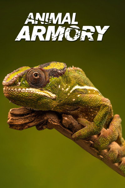 Póster de Arsenal Animal