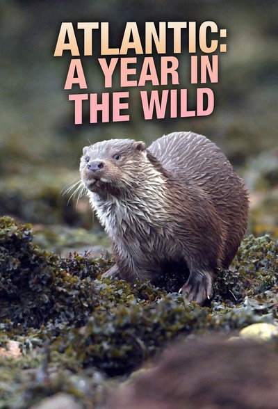 Póster de Atlantic: A Year in the Wild