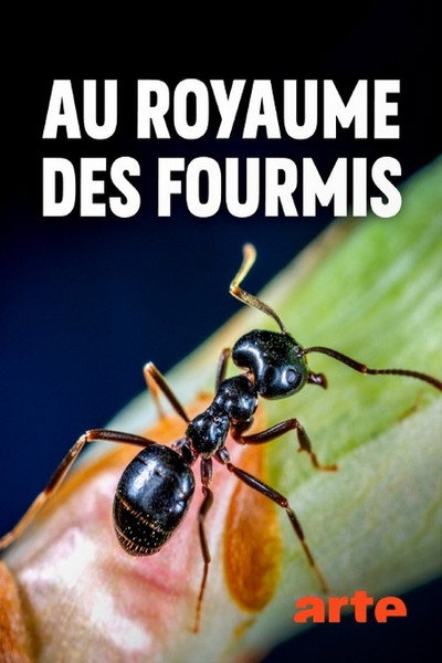 Póster de Au royaume des fourmis