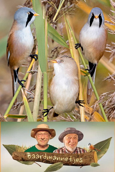 Póster de Baardmannetjes