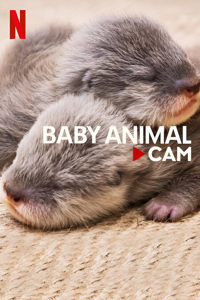 Póster de Baby Animal Cam