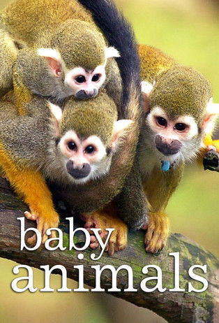 Póster de Baby Animals