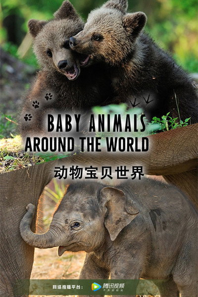 Póster de Baby Animals Around the World