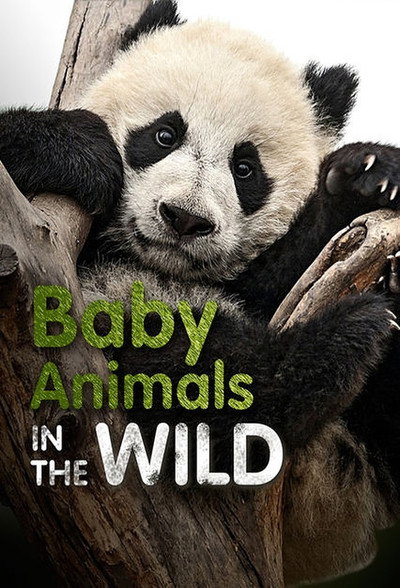 Póster de Baby Animals in the Wild