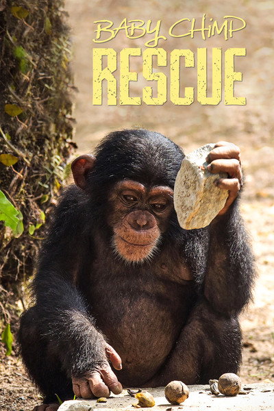 Póster de Baby Chimp Rescue