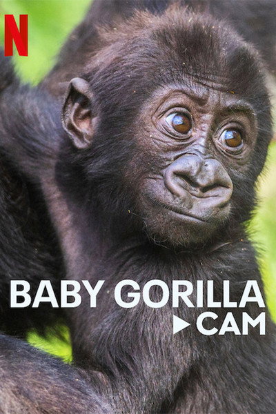 Póster de Baby Gorilla Cam