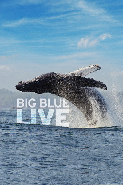 Póster de Big Blue Live
