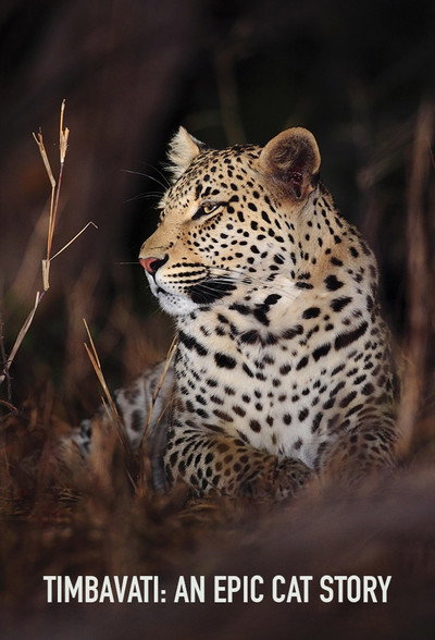 Póster de Big Cats of the Timbavati
