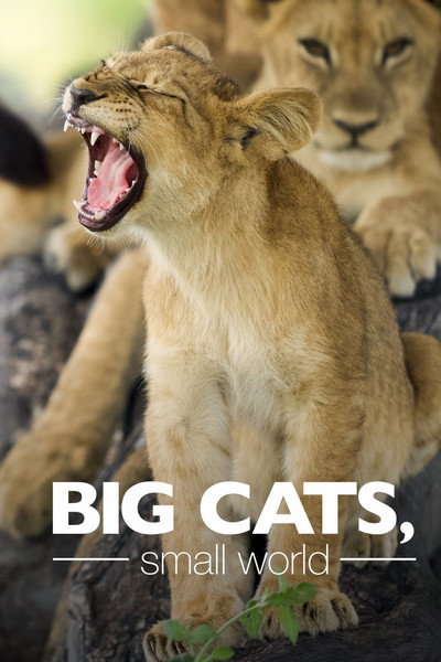 Póster de Big Cats, Small World