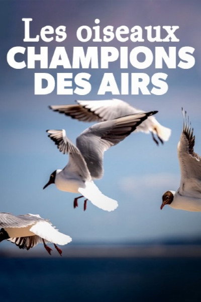Póster de Birds
