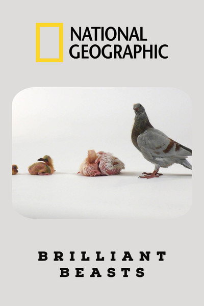 Póster de Brilliant Beasts