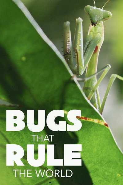 Póster de Bugs That Rule the World