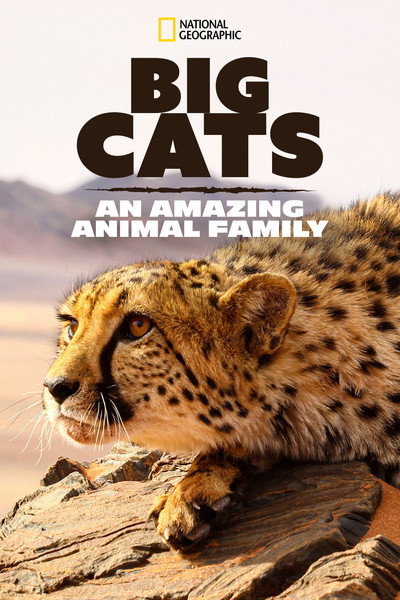 Póster de Cats: An Amazing Animal Family