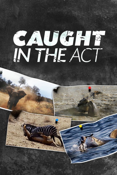 Póster de Caught in the Act
