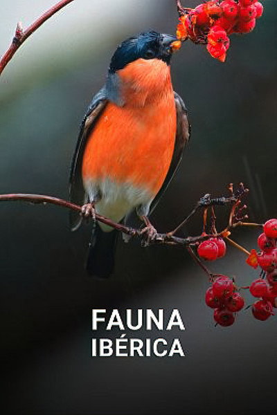 Póster de Fauna Ibérica