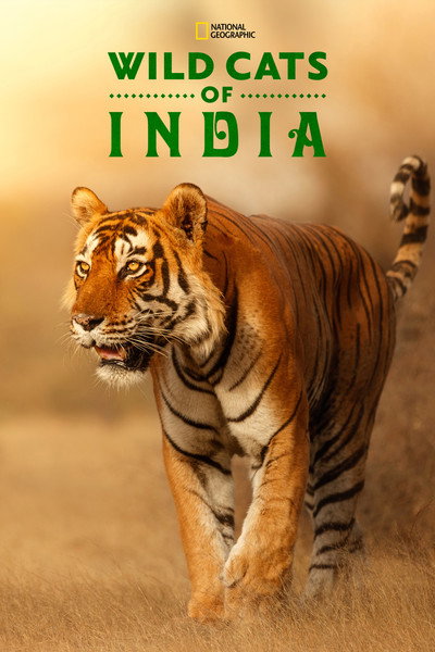 Póster de Felinos salvajes de la India