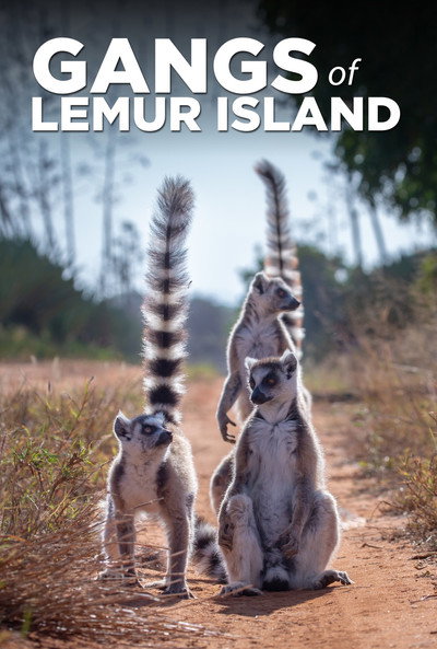 Póster de Gangs of Lemur Island