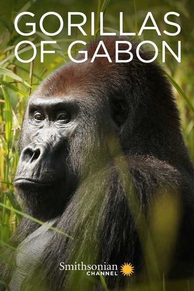 Póster de Gorillas of Gabon