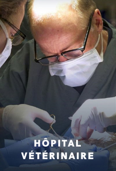 Póster de Hôpital vétérinaire