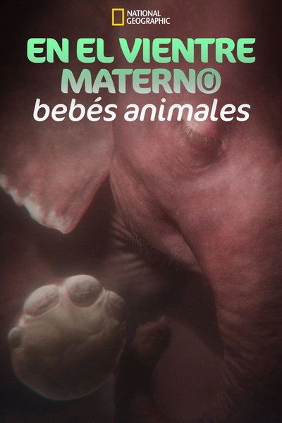 Póster de In the Womb: Animal Babies