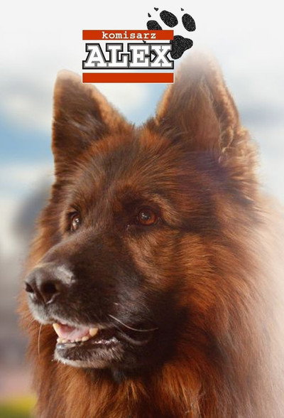 Póster de Komisarz Alex