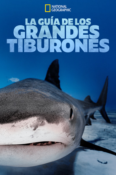 Póster de La guía de los grandes tiburones