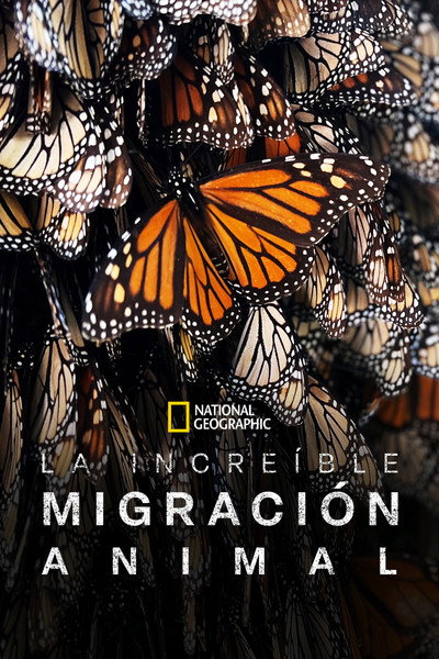 Póster de La increíble migración animal