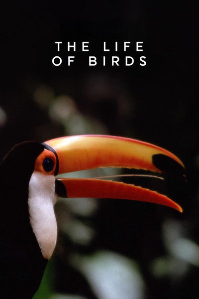Póster de La vida de las aves