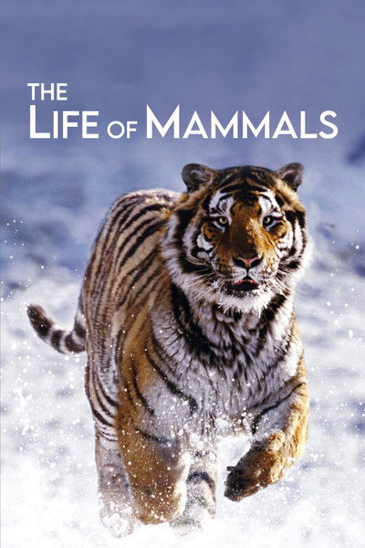 Póster de La vida de los mamíferos