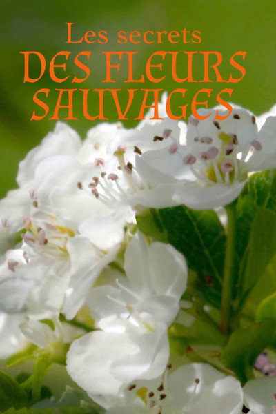Póster de Les secrets des fleurs sauvages