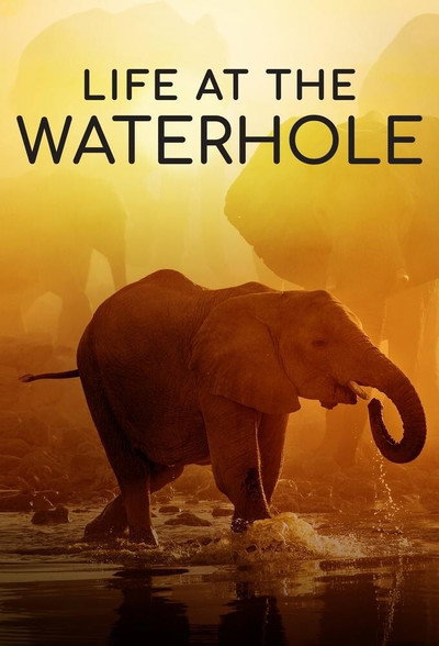 Póster de Life at the Waterhole