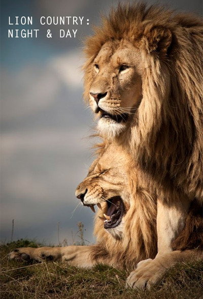Póster de Lion Country: Night and Day