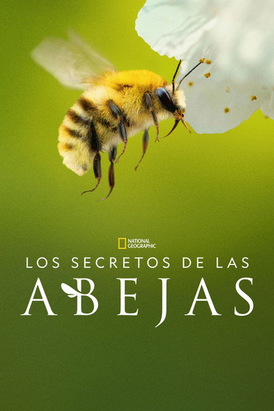 Póster de Los secretos de las abejas