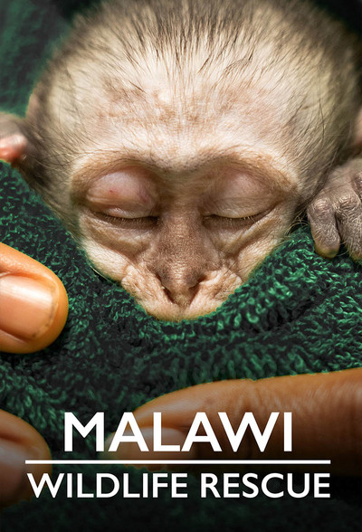 Póster de Malawi Wildlife Rescue