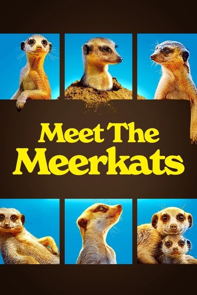 Póster de Meet the Meerkats