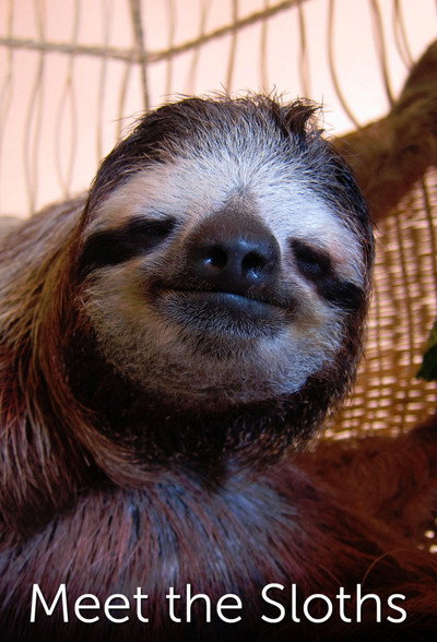 Póster de Meet the Sloths