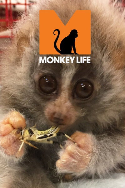 Póster de Monkey Life