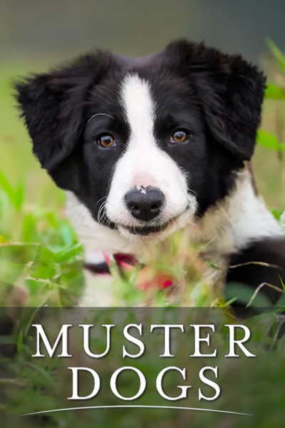 Póster de Muster Dogs
