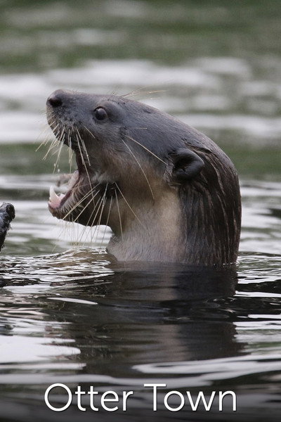 Póster de NatGeo Wild: Otter Town