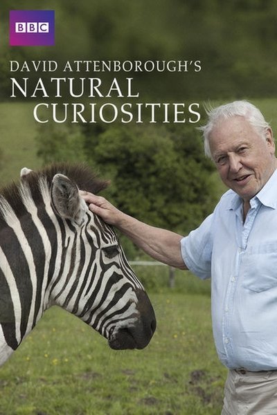 Póster de Natural Curiosities