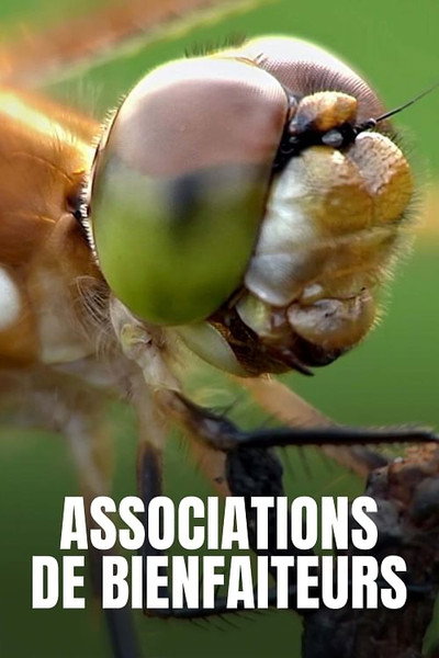 Póster de Nature in Symbiosis