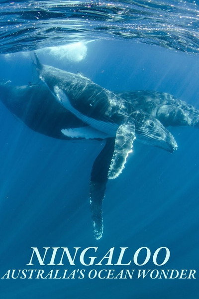 Póster de Ningaloo Nyinggulu