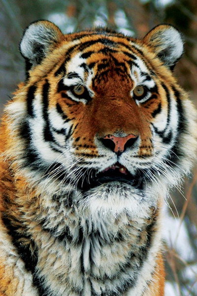Póster de Operation Snow Tiger