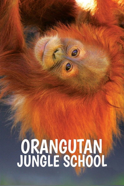 Póster de Orangutan Jungle School